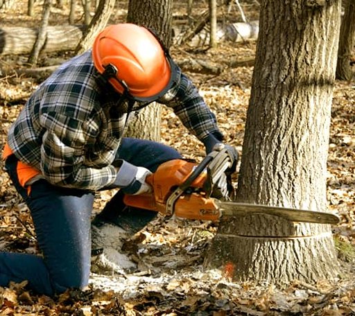 Tree Removal in Bangs, TX